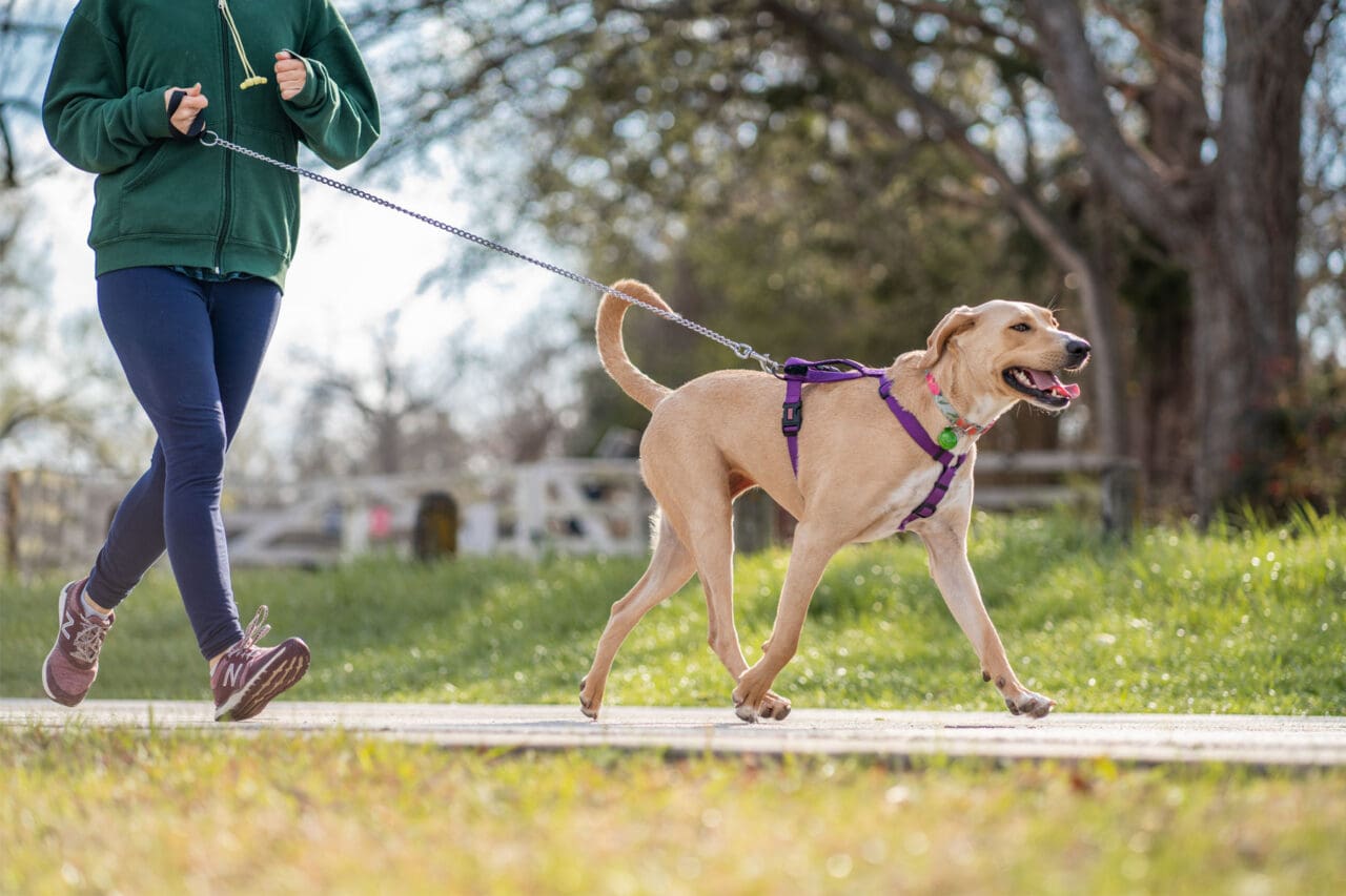 Woman walking her dog in the park