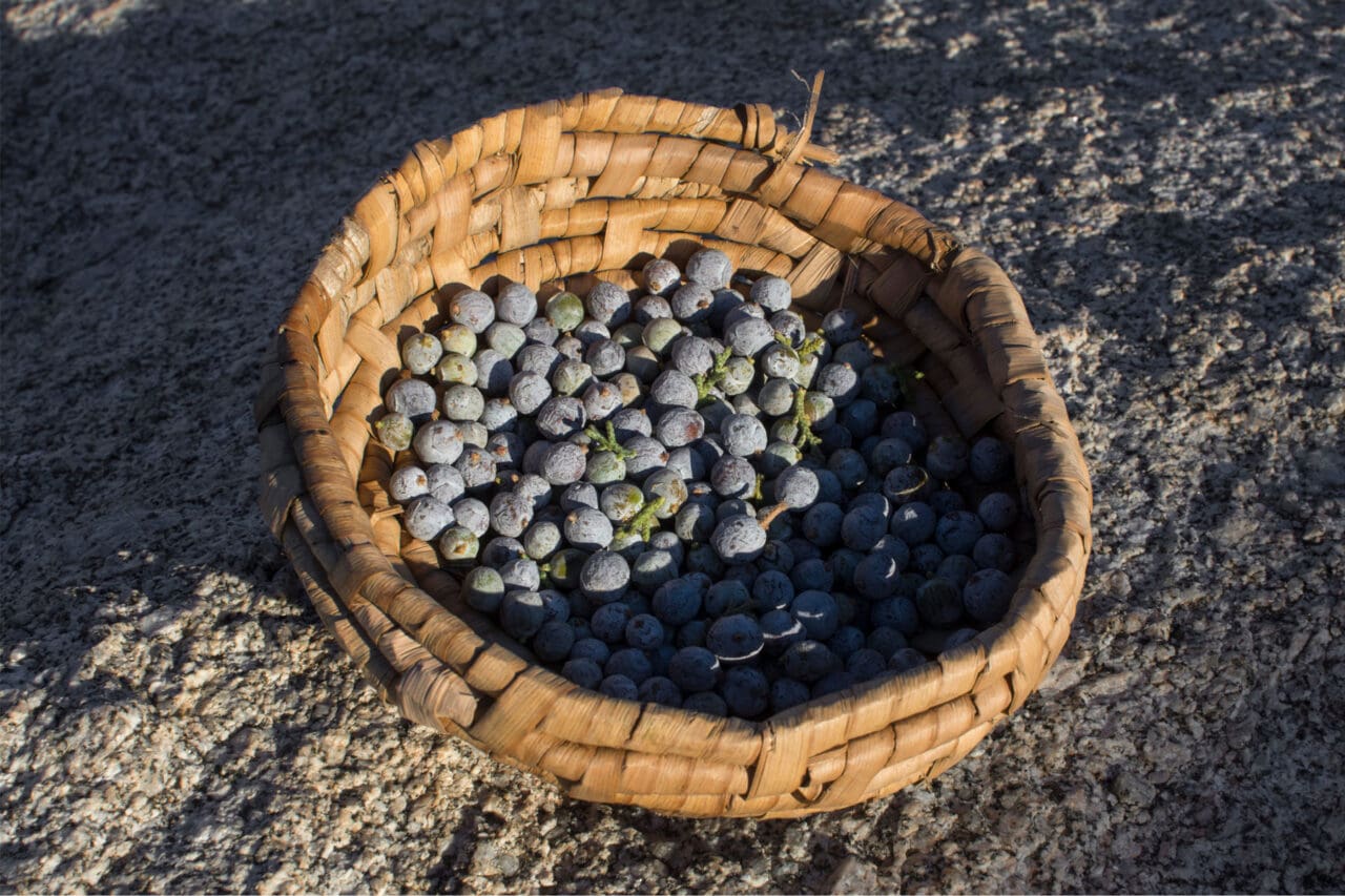 Primitive basket full of berries.